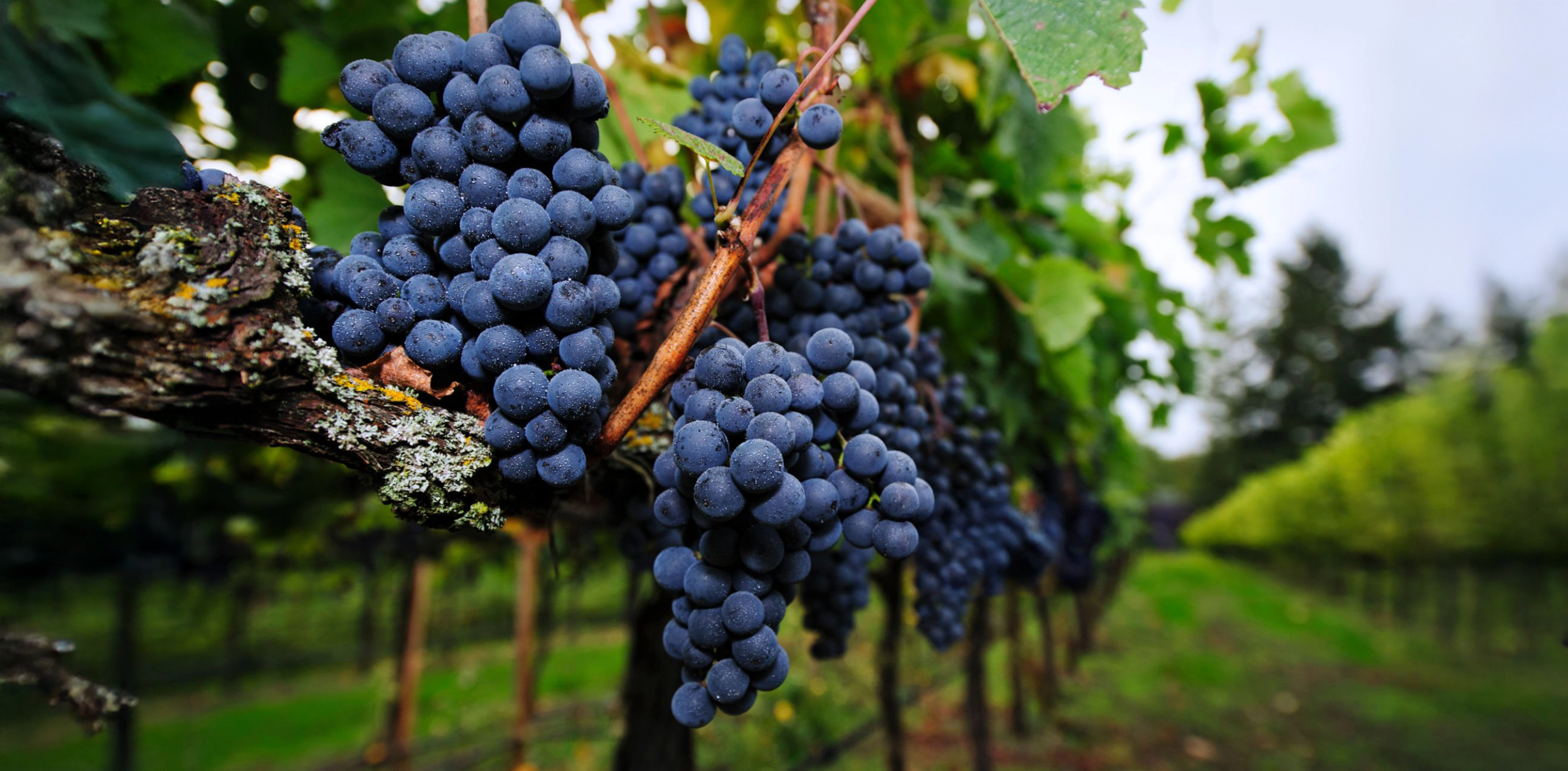 Vine to Vintage 3